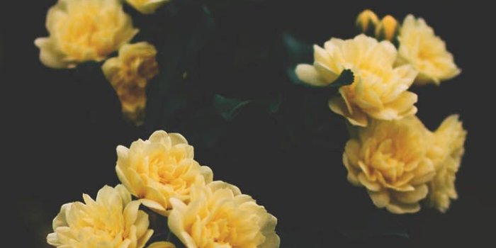 736x1308 29 Romantic Roses iPhone X Wallpapers | Iphone wallpaper | Floral