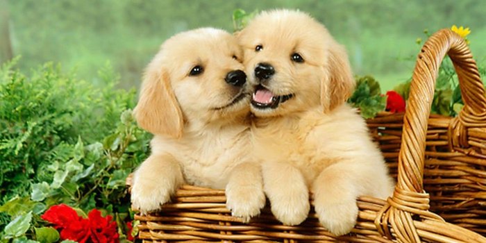 1920x1080 Cute Puppies Desktop Backgrounds HD | Best HD Wallpapers
