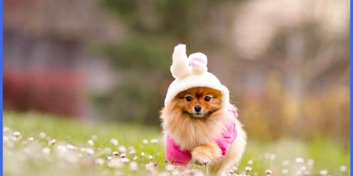 1950x1110 Cute Puppy Wallpapers (69+ background pictures)