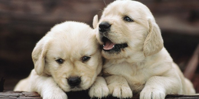1920x1080 Puppy Wallpaper Cute Babies Wallpapers HD Wallpapers High Definition