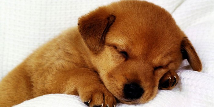 1600x1200 72+] Cute Puppy Wallpaper on WallpaperSafari