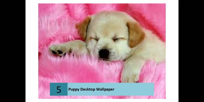 1280x720 Cute Puppies HD desktop wallpapers