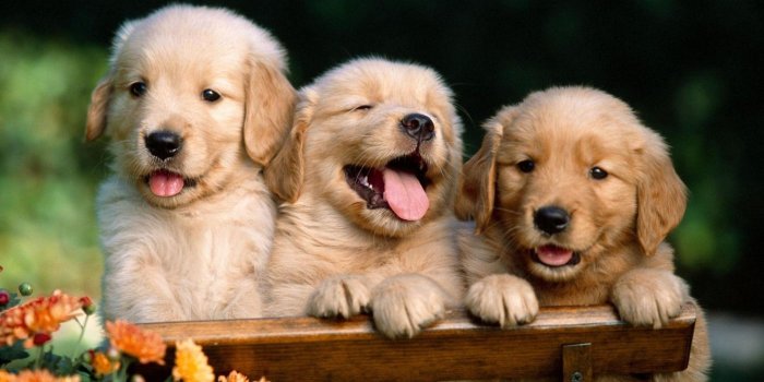1920x1080 Cute puppies wallpapers for desktop Gallery
