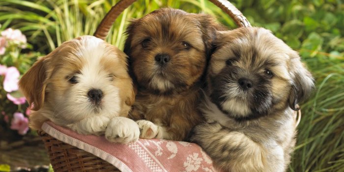 1920x1200 Cute Puppy HD Images