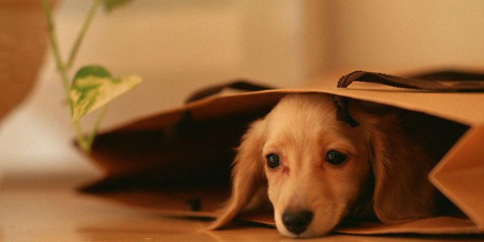 1600x1000 Puppy Desktop Wallpaper Hd (#101247) - HD Wallpaper Download