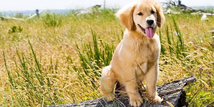 1920x1200 Puppy Wallpaper for Computer (53+ images)