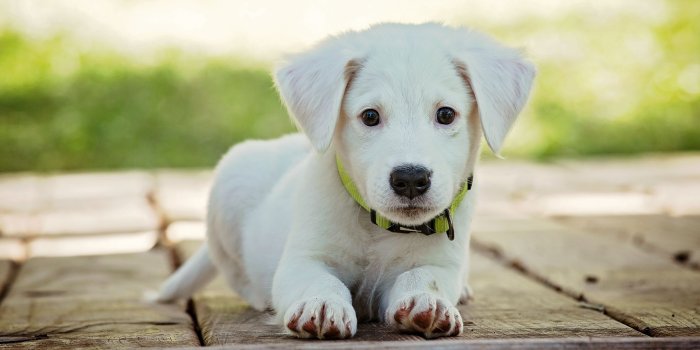 3840x2160 Baby Puppy Desktop Background