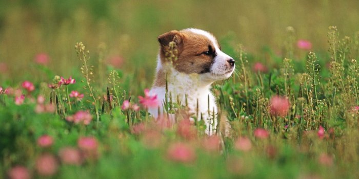 1920x1080 Cute, Puppy, Small, Dog, Full, HD, Wallpapers, Images, New, Best