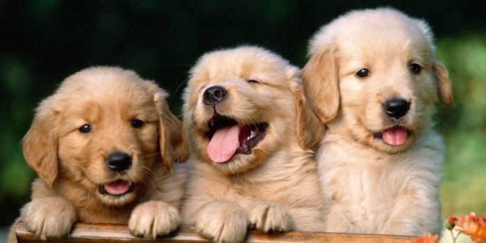 1920x1280 Cute Puppy Hd Wallpapers (27+ images) on Genchi.info