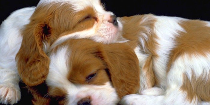 1280x800 Cute Puppy Wallpaper Desktop, Images, Wallpapers of Cute Puppy in