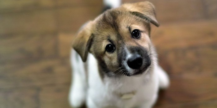 1920x1080 Cute Puppy Wallpaper Hd ,free download, (57) - cerc-ug.org