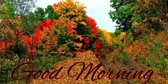 1244x700 AUTUMN fall tree forest landscape nature leaves good morning