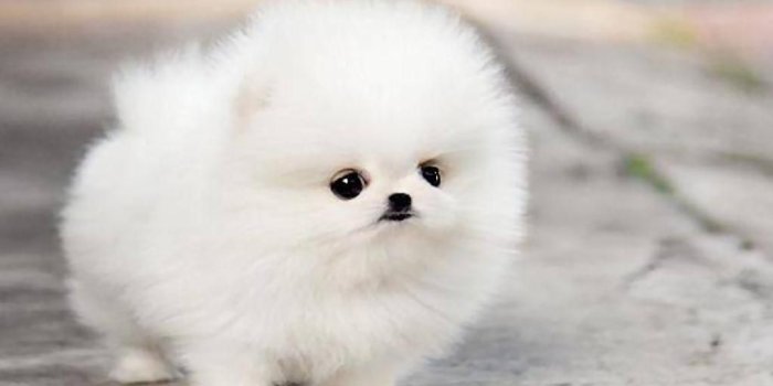 1024x768 Cute Puppy Wallpapers - Top Free Cute Puppy Backgrounds