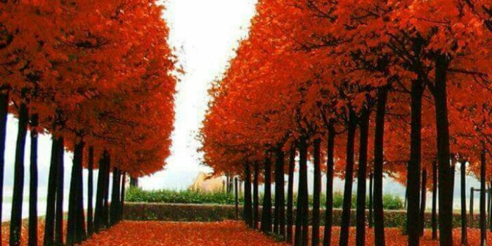 720x1280 Tejinder singh on GOOD MORNING | Good morning flowers, Autumn