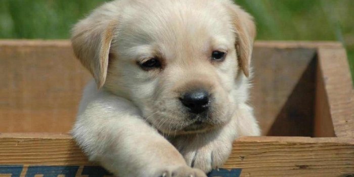 1024x768 Cute Dogs And Puppies Wallpapers