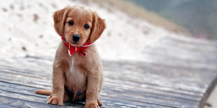 1920x1080 55+ Cute Puppy Dog Wallpapers - Download at WallpaperBro