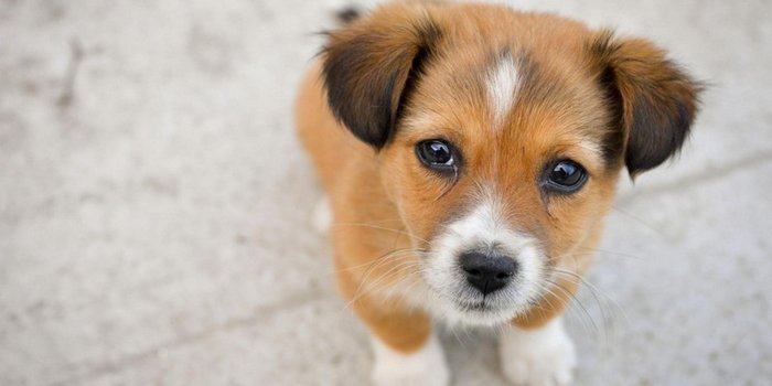 1920x1080 Cute Puppies Pictures Desktop Backgrounds HD | 2019 Cute Wallpapers