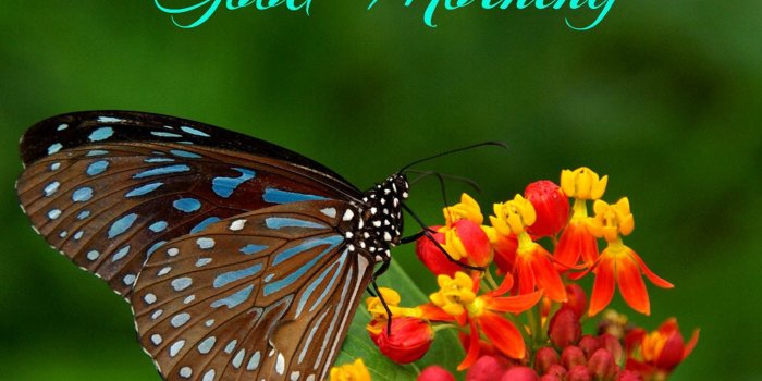 1600x1200 30 Good Morning With Butterfly Images and Quotes