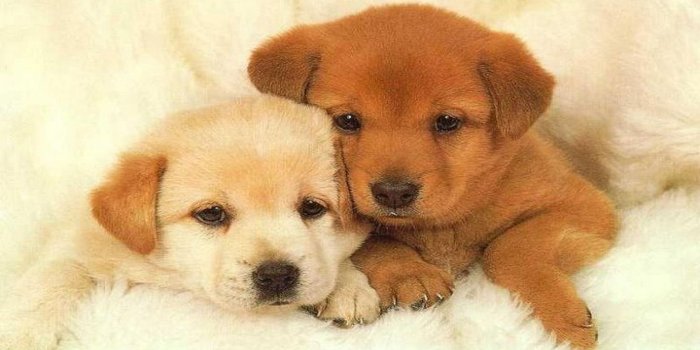 2560x1440 Puppy Wallpapers Hd Desktop Backgrounds Images And Pictures