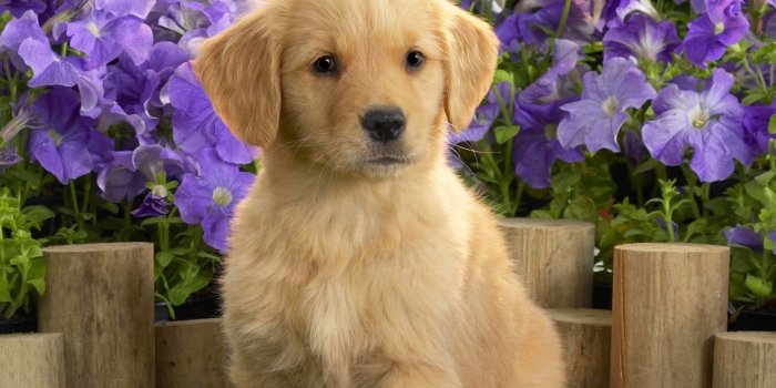 1920x1200 Cute Puppies Desktop Wallpapers PowerballForLife Desktop Background