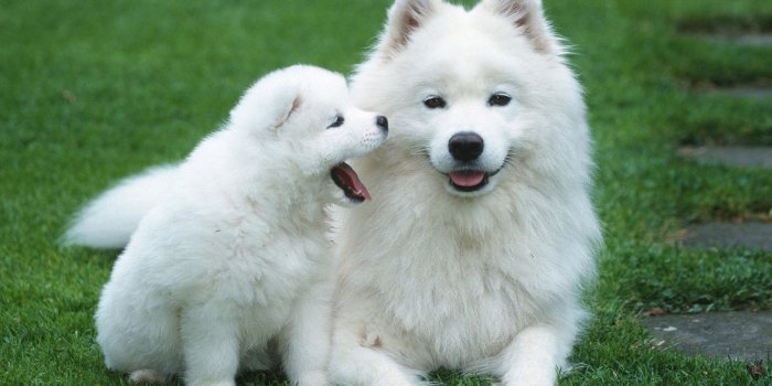 1920x1200 Cute Dogs and Puppies Wallpaper ·① WallpaperTag