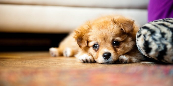 2560x1600 Little Cute Puppy Hd Desktop Wallpaper Instagram Photo Background