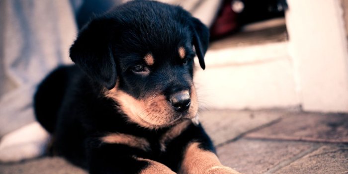 1920x1080 HD Photo Collection) Pic ID:100157929 - Cute Puppy Desktop Wallpaper