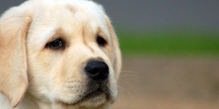 1600x1200 Cute Dogs And Puppies Wallpapers