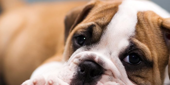 2048x1536 HD Cute Puppy Backgrounds