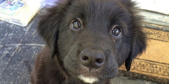 1920x1080 Cute Puppies Desktop Backgrounds | 2019 Live Wallpaper HD