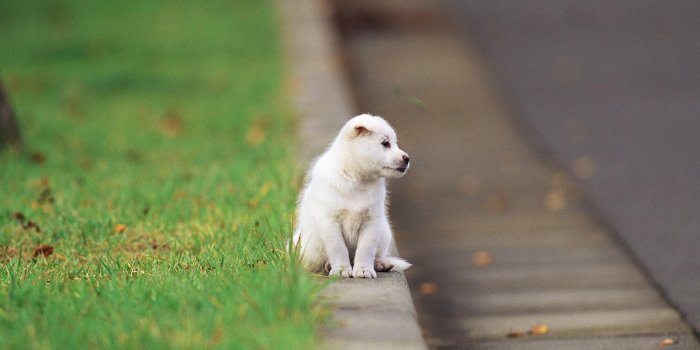 1920x1200 Alone Puppy Wallpaper Iphone - Puppy In The Street (#632821) - HD