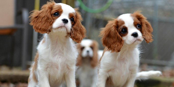 1920x1080 Wallpaper Cute Puppies Pictures Desktop | 2019 Cute Wallpapers