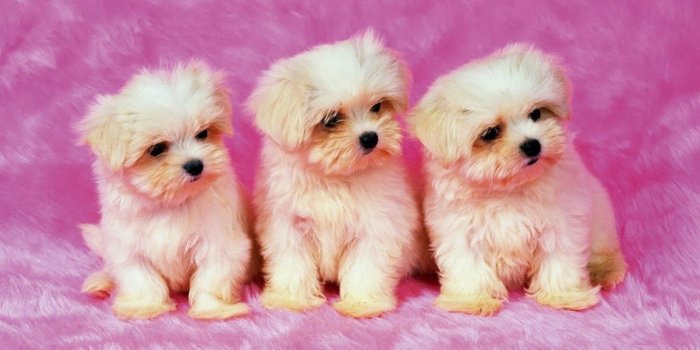 1152x864 Beautiful Cute Puppies Wallpapers ~ Free HD Desktop Wallpapers Download