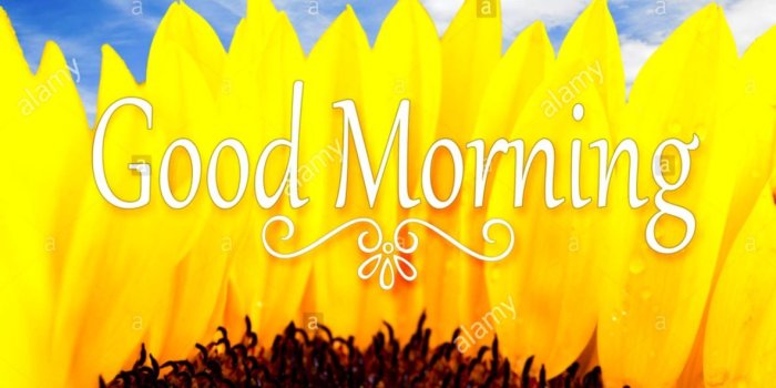 1183x889 Sunflowers Good Morning Wallpaper | Like Wallpapers