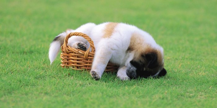 1920x1200 Cute Puppy Desktop Wallpaper (53+ pictures)
