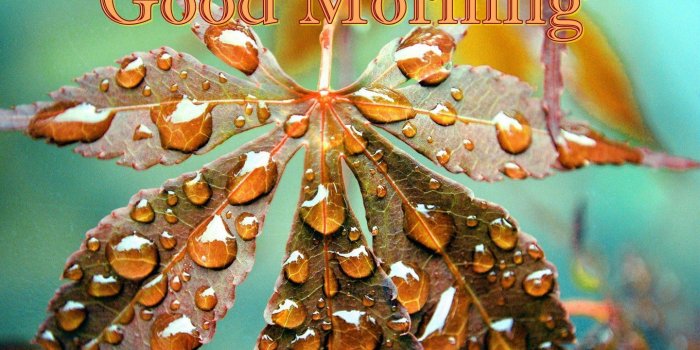 1440x900 Morning Dew On Leaves Wallpapers