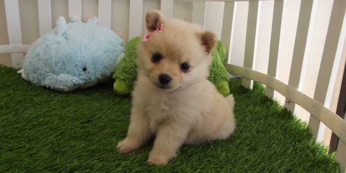 1600x1200 50 cute dogs wallpapers dog puppy desktop wallpapers - Wallpaper Aholic