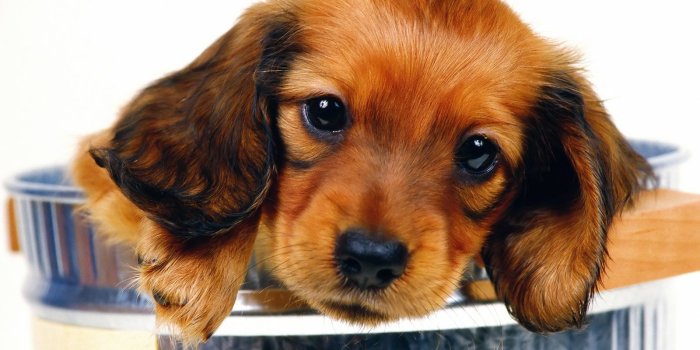 1600x1200 Cute Puppy Desktop Background