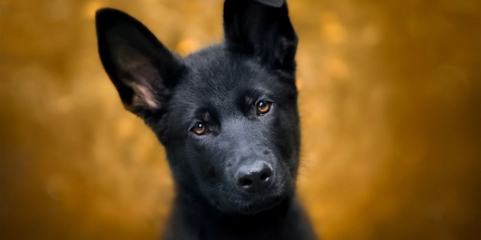 1920x1200 Top 10 Punto Medio Noticias | German Shepherd Puppy Desktop Backgrounds