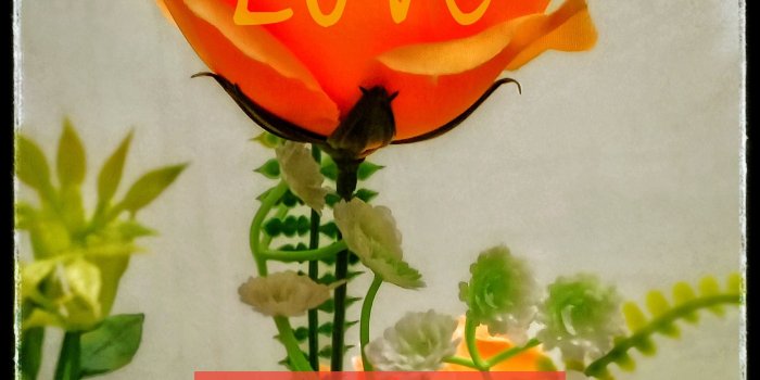 2347x3491 Free stock photo of beautiful flowers, Good Morning, Top10 wallpaper