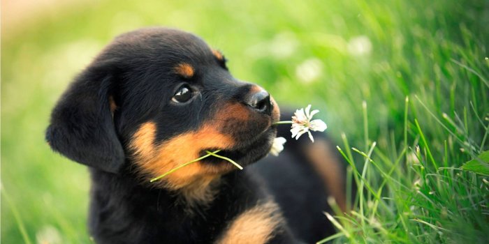 1800x1200 Cute Rottweiler Puppy HD desktop wallpaper : High Definition 1800x1200