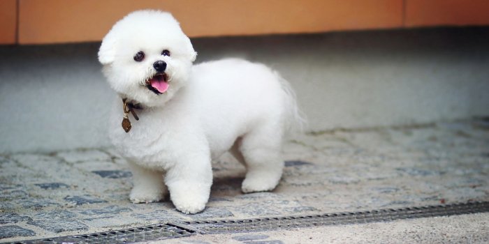 1920x1200 Pomeranian dog hd wallpaper Free,Download,HD Wallpapers,Dogs ,Puppy