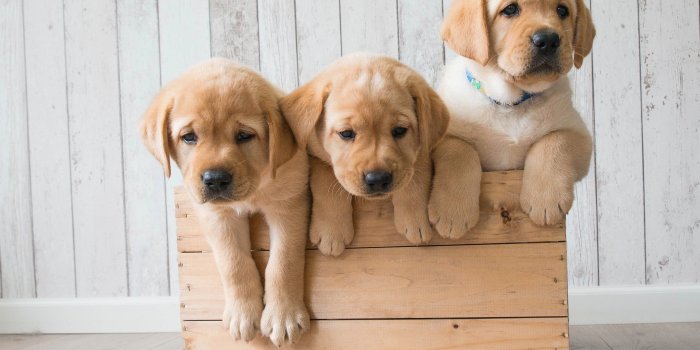 2560x1440 Wallpaper Cute puppies, Golden Retriever, HD, 4K, Animals, #4167