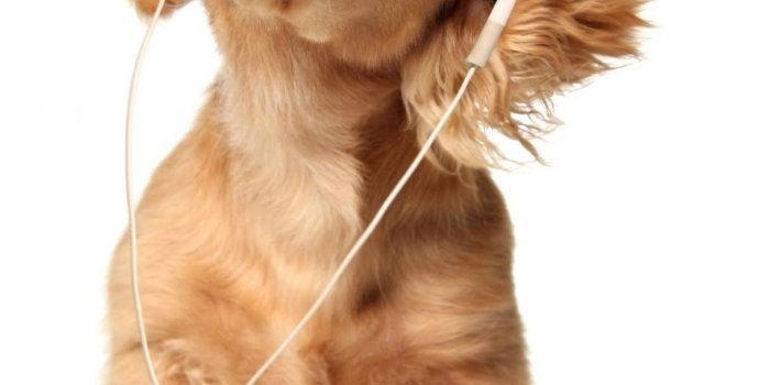 1216x1542 Cute Puppy Listening To Headphones HD Wallpapers For Mobile Cool