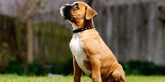 1920x1143 8496 boxer puppy desktop wallpaper