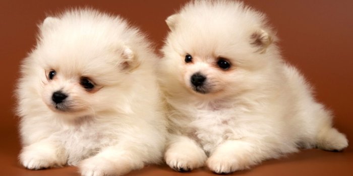 1243x706 Dog Cute Face Puppy Wallpaper | Find Wallpapers