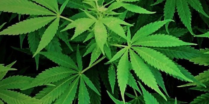 1080x1920 Weed Leaf Wallpapers (56+)