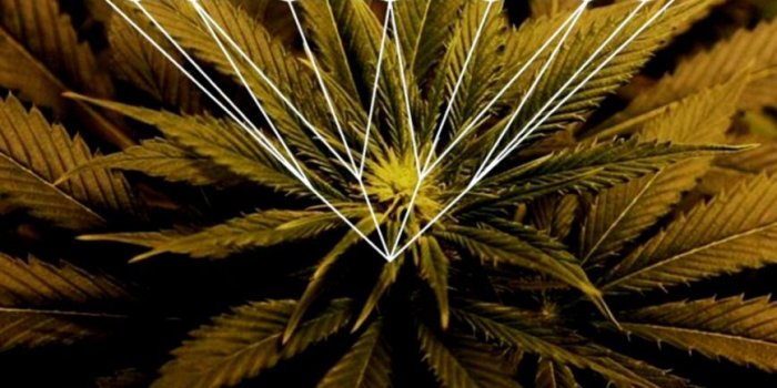 868x1488 Weed Iphone Wallpaper | Mega Wallpapers