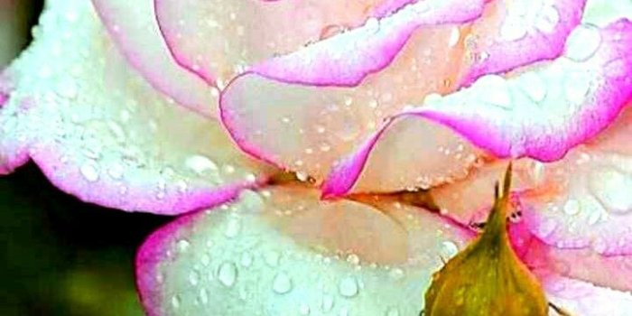 720x1251 Good evening | good evening | Evening quotes, Good morning quotes