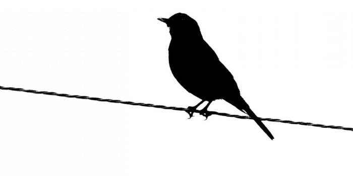 1440x900 Bird Silhouette | Black Bird Silhouette Clip Art | childrens quilts